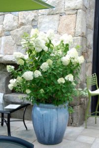 Hydrangea-in-pot