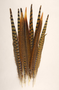 pheasant-tail-feathers-10-1