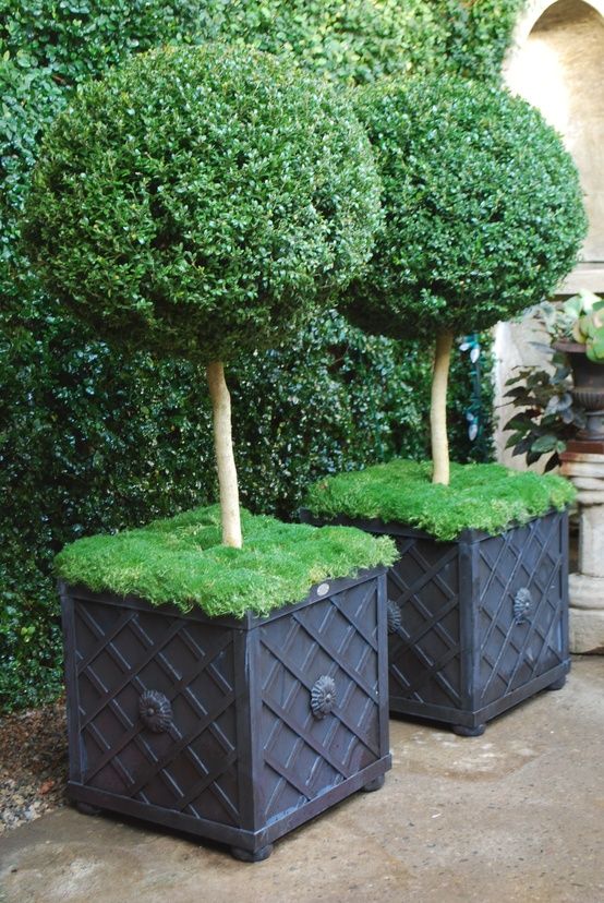 10/ Beautiful Topiaries