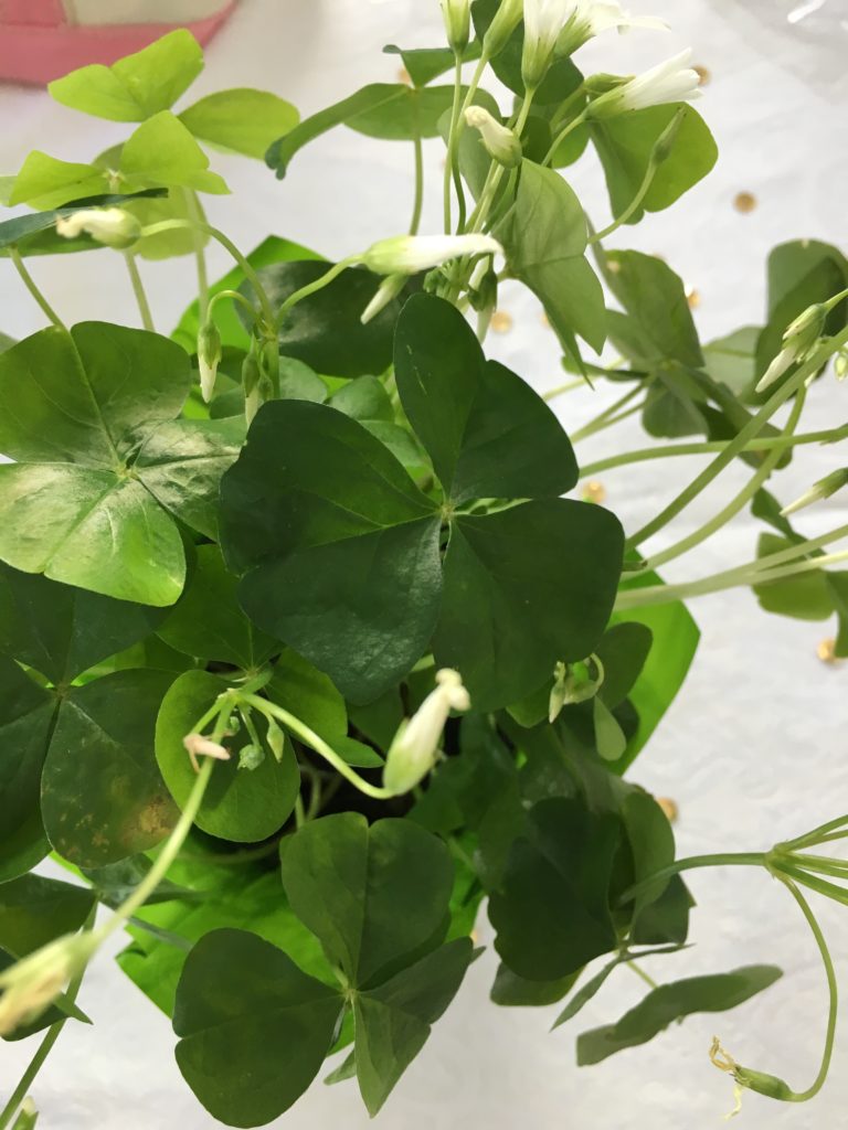 Shamrock Plant