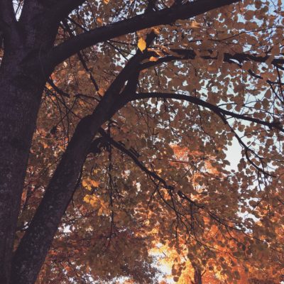 fall leaves